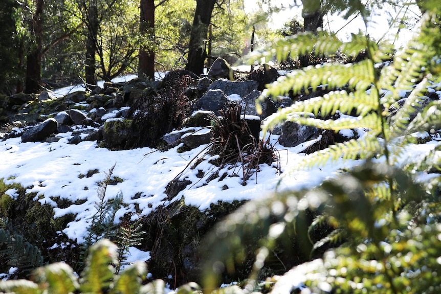 Snow covering rocks and ferns.