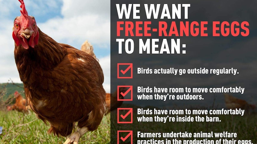 Do chickens actually like being free-range?