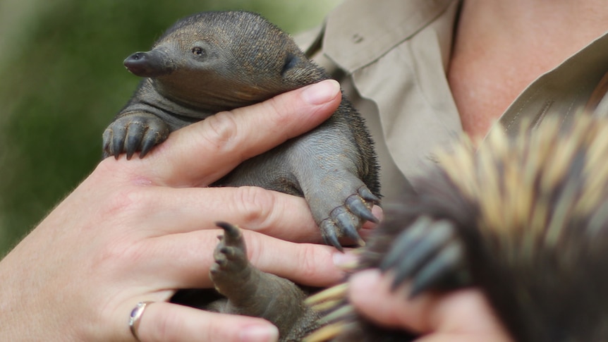 Baby echidna being held