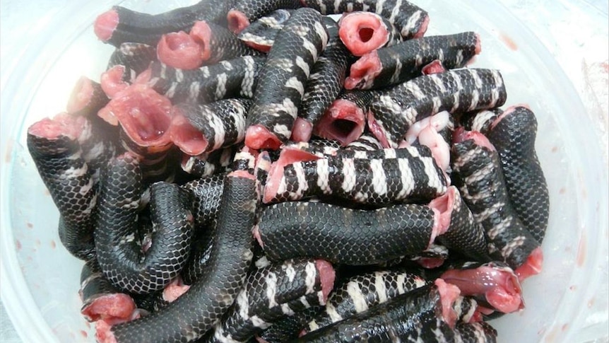 Chopped up snake from China detected at Melbourne airport