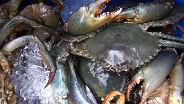 A solid catch of mudcrabs in the esky