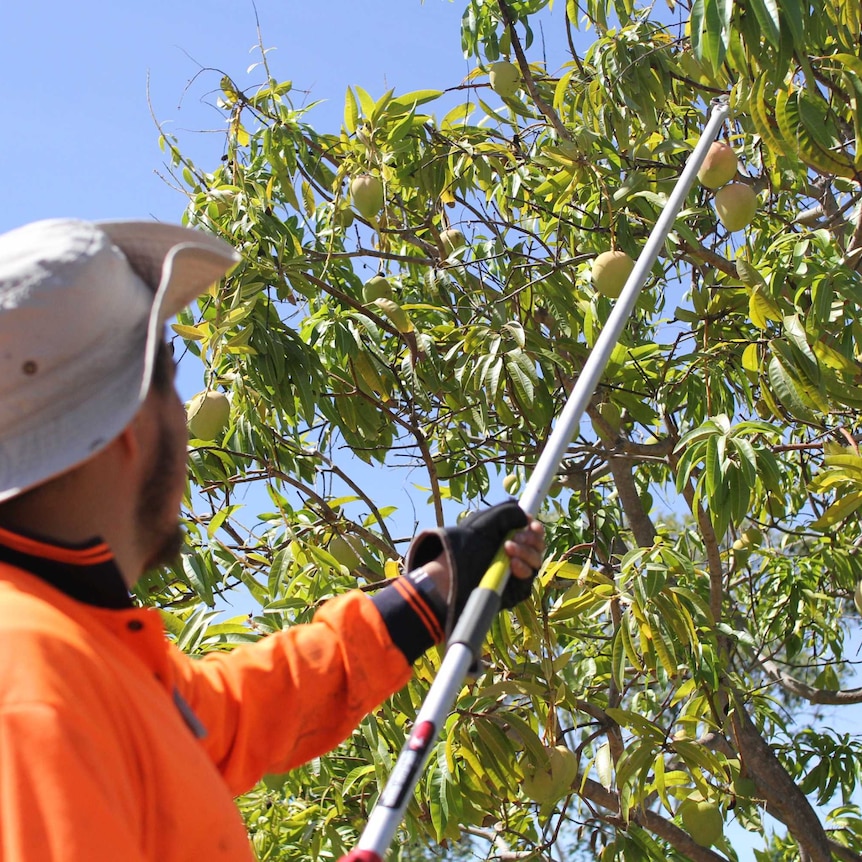 a man in an orange shirt and white hat picking a mango with a stick.
