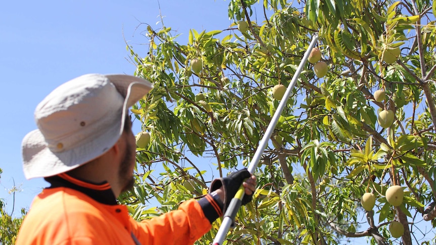 a man in an orange shirt and white hat picking a mango with a stick.