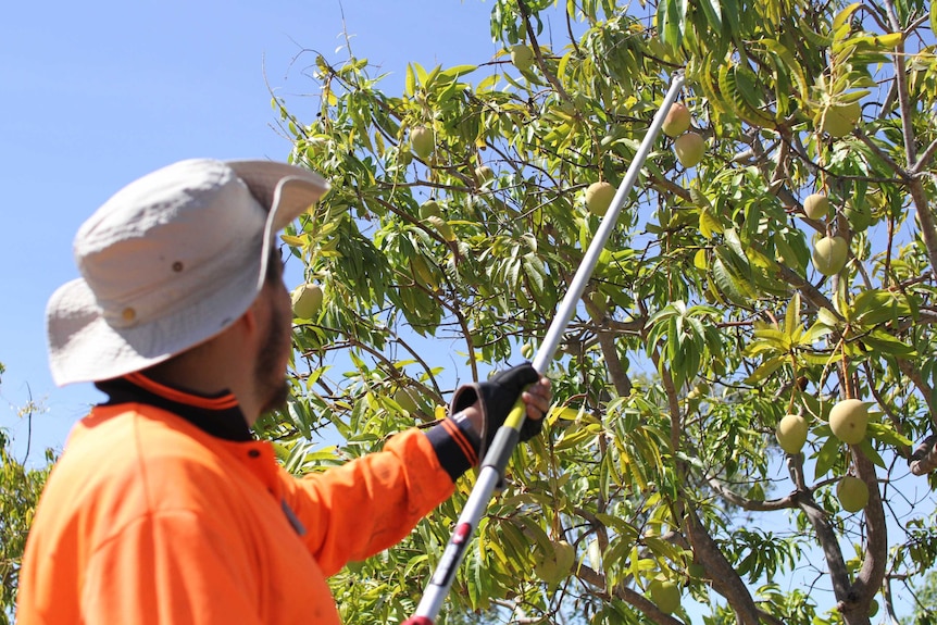 a man in an orange shirt and white hat picking a mango with a stick.