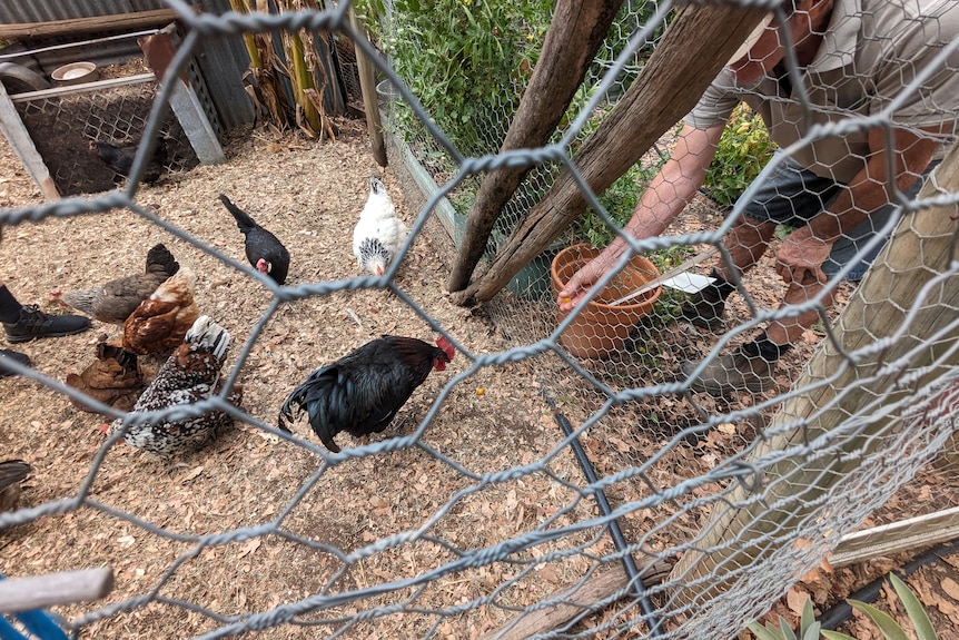 Chickens happy in the pen.