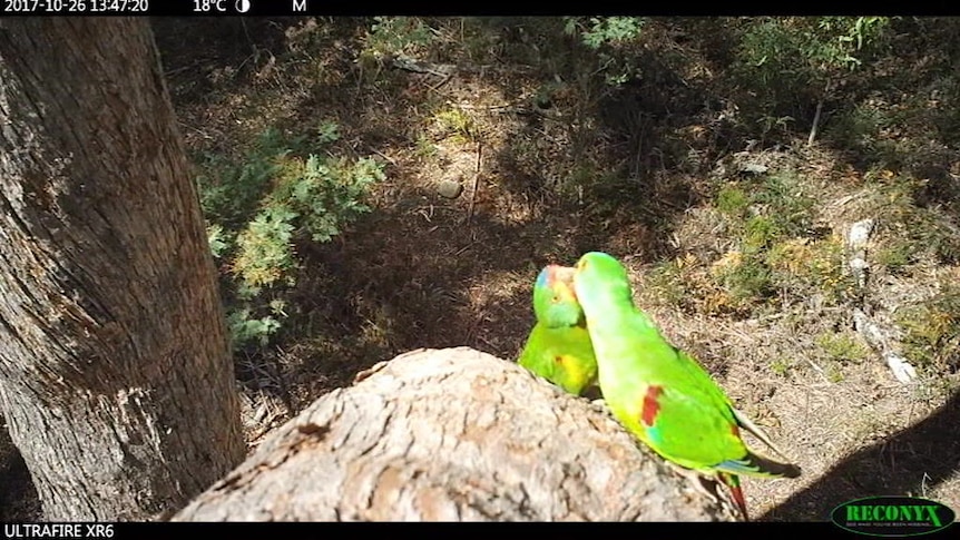 A male swift parrot feeds a female.