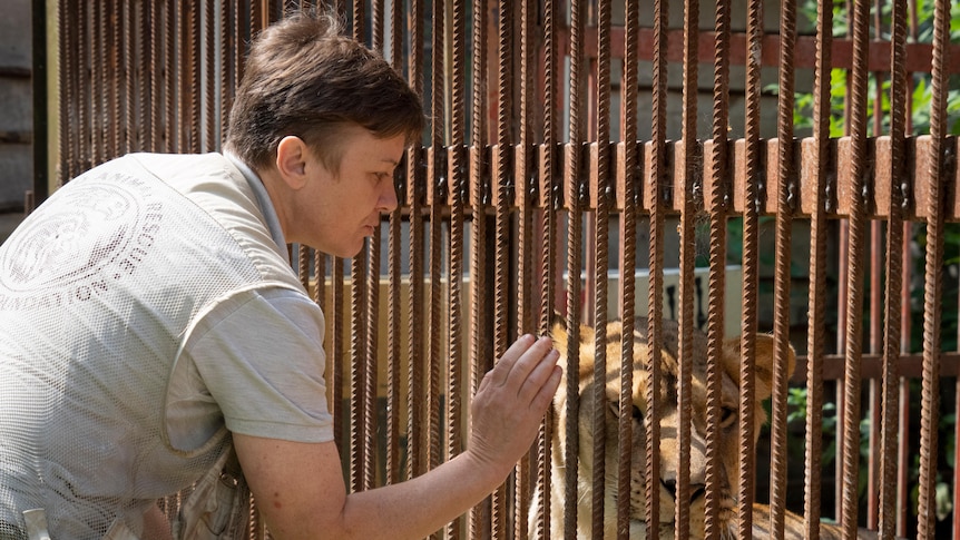 A middle-aged woman with short hair pets a lion through a rusted cage