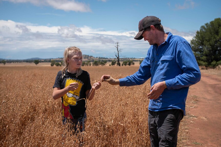 A man and his son stand in a paddock of oats holding a stem of oats in their hands.