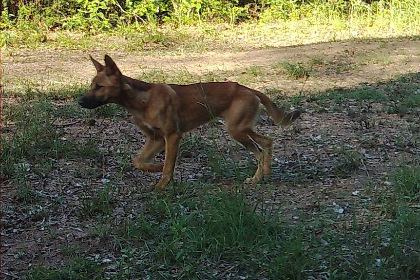 A small wild dog on the move in a grassy area.