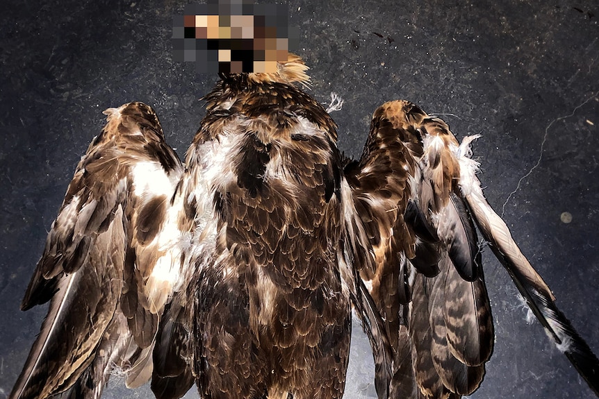 A dead wedge-tailed eagle with its feet cut off.