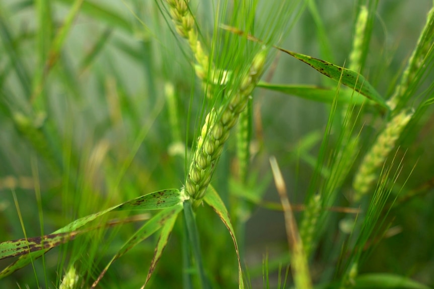 A close-up image of green barley crops.