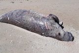 A dead dugong lays on the sand, covered in scratches that experts believe were caused by thrashing around in a gillnet.