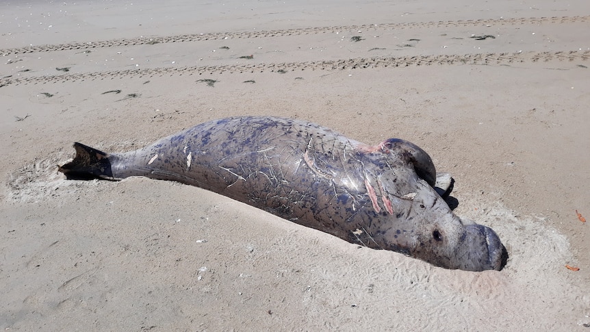 A dead dugong lays on the sand, covered in scratches that experts believe were caused by thrashing around in a gillnet.