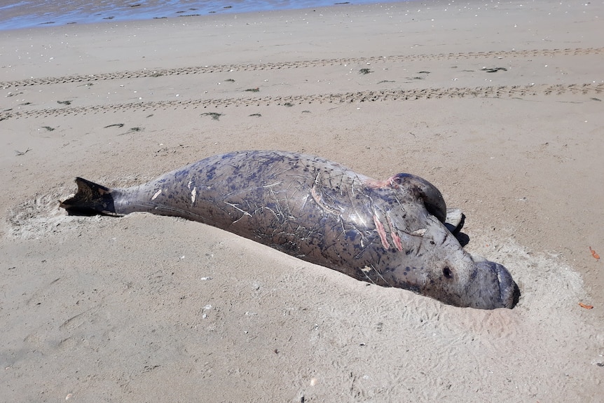 A dead dugong lays on the sand, covered in scratches that experts believe were caused by thrashing around in a gillnet.