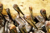 Oiled pelicans sit in a pen waiting to be cleaned