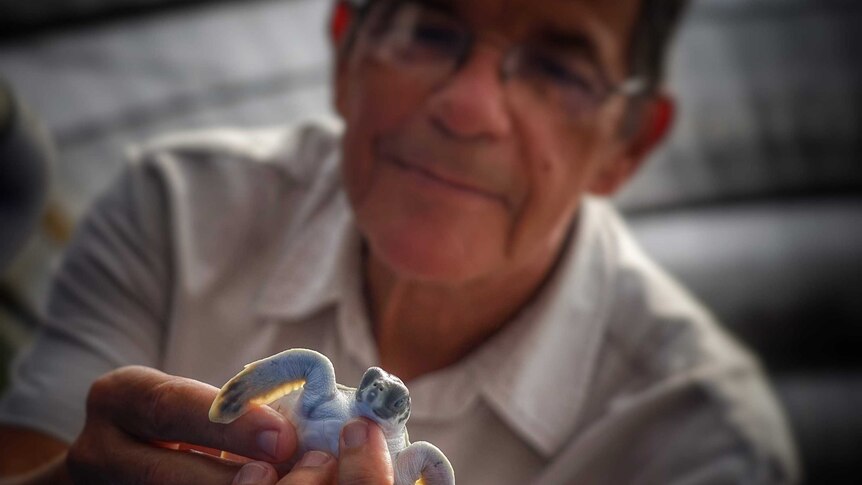 Dr Mick Guinea holds a baby turtle