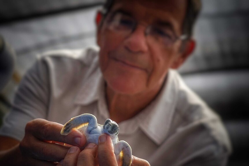 Dr Mick Guinea holds a baby turtle