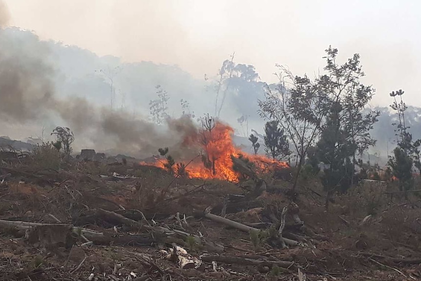 Bushfire and smoke