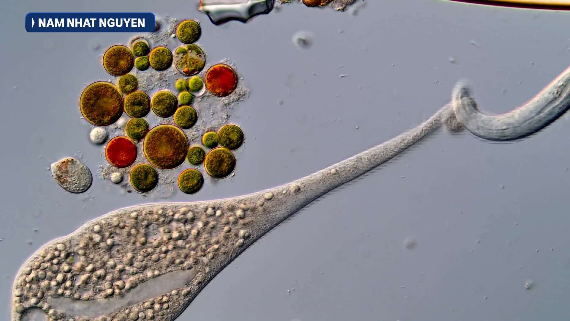 Microscopic image of tadpole-like organism beside a cluster of circles.