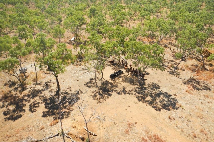 Image taken from the air of cattle milling around a water trough in bushland.