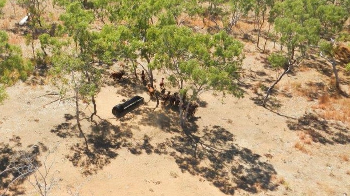 Image taken from the air of cattle milling around a water trough in bushland.