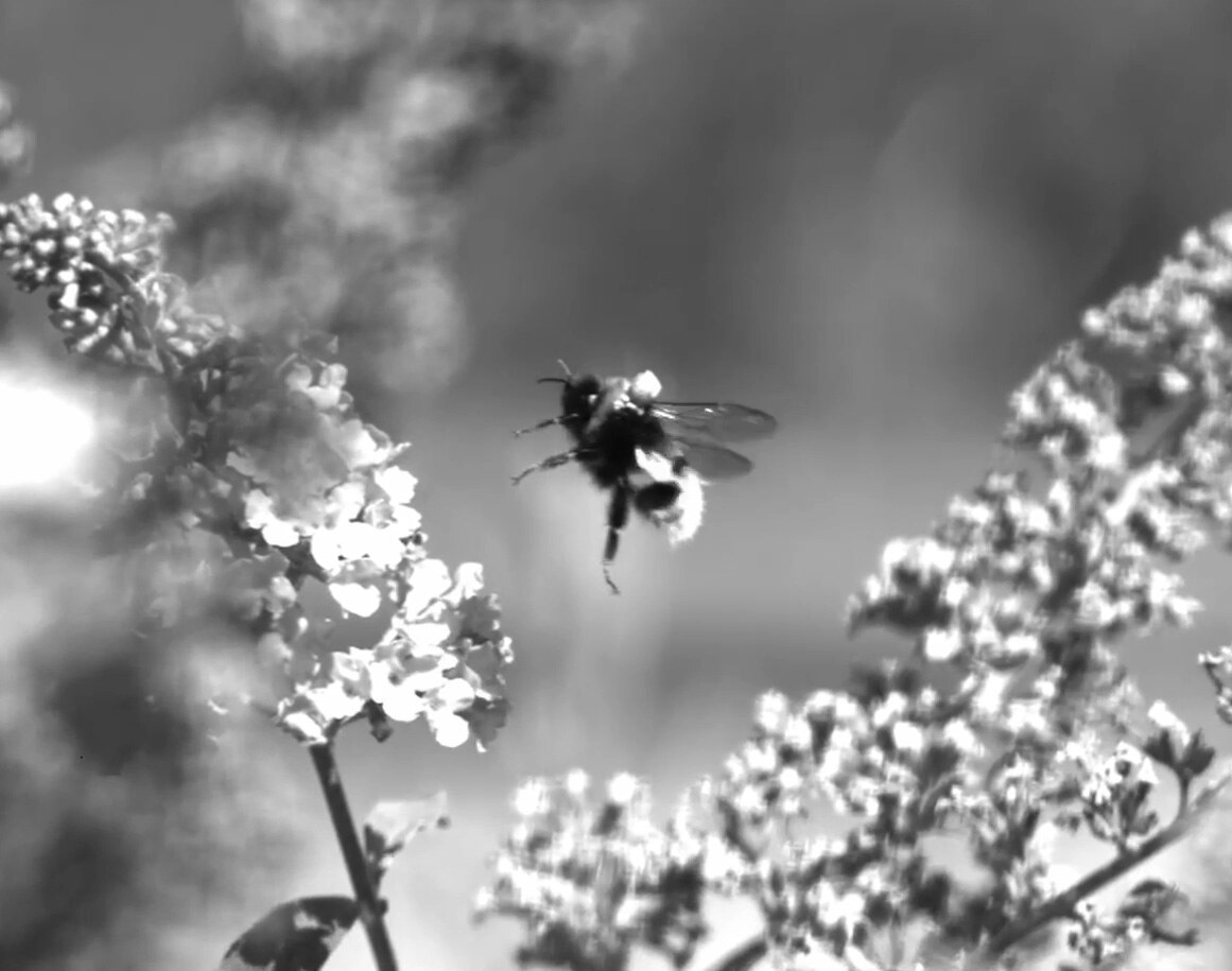 Bee coming in to land on a flower
