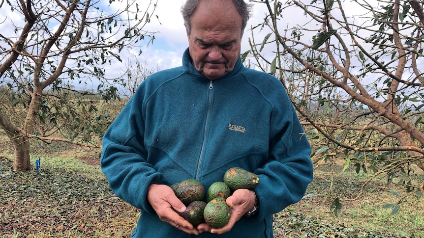 a man holding damaged avocados iwth damaged trees behind