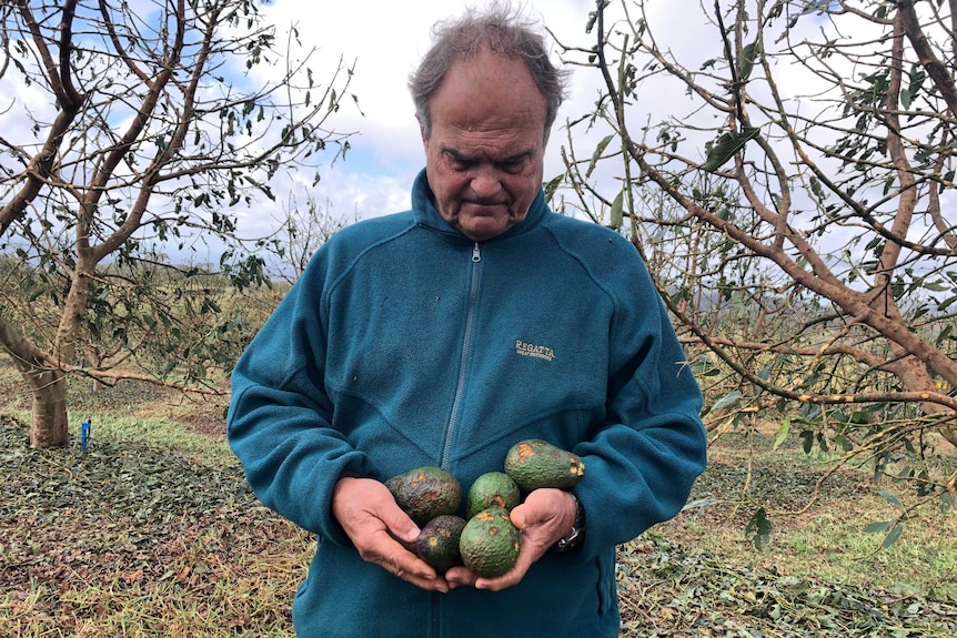 a man holding damaged avocados iwth damaged trees behind