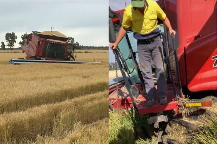 A red rice header bogged in a rice crop and man standing at the header door with mud up to the platform to the header cabin.
