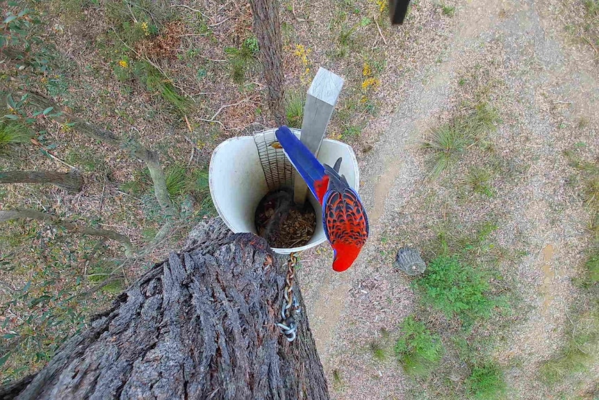 Bird's eye view of a rosella with red and blue feathers perched on a nest box in a tree.