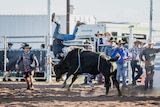 A photo taken a rodeo shows a young cowboy wearing a helmet being thrown off a black bull. A crowd watches.