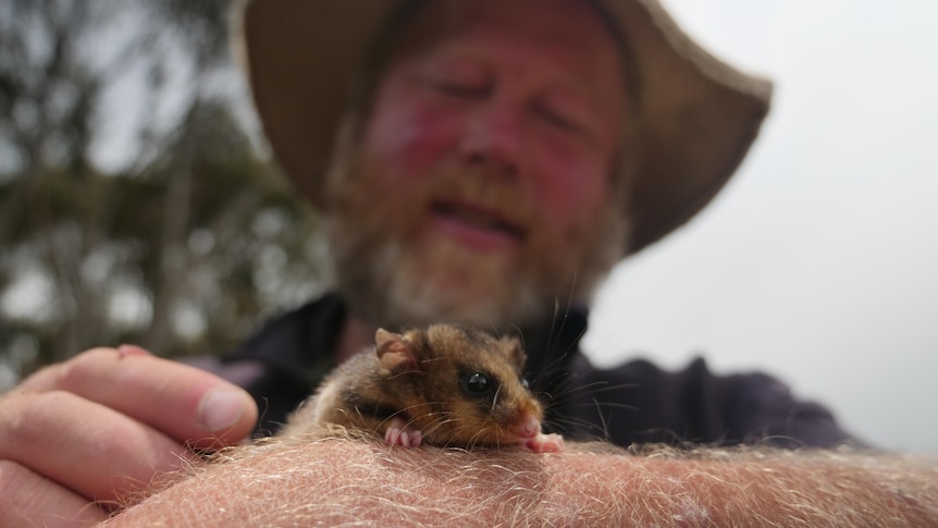 A man studies a mountain pygmy possum that is resting on his forearm
