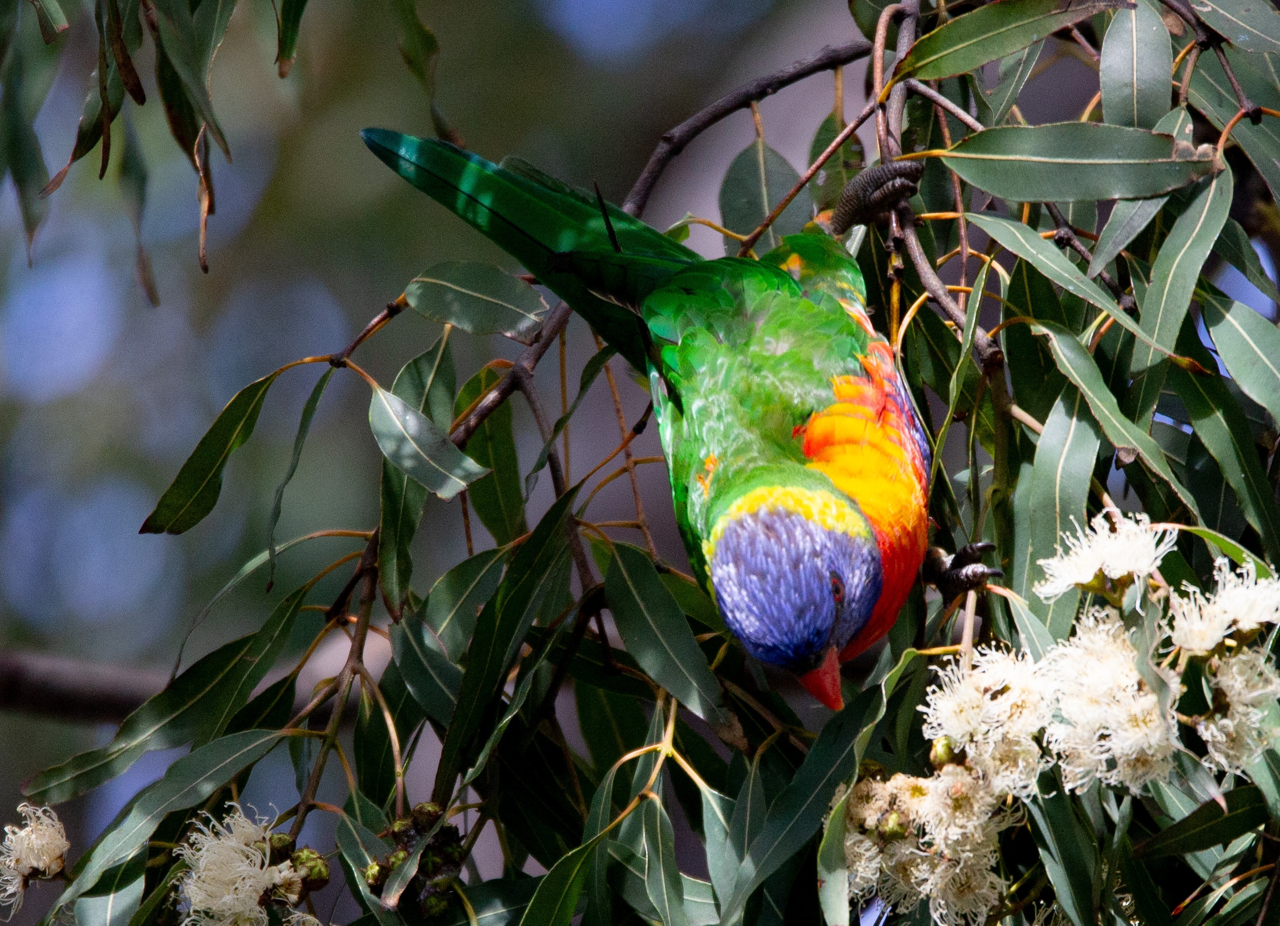 Rainbow-coloured parrot with green back and blue-purple head.