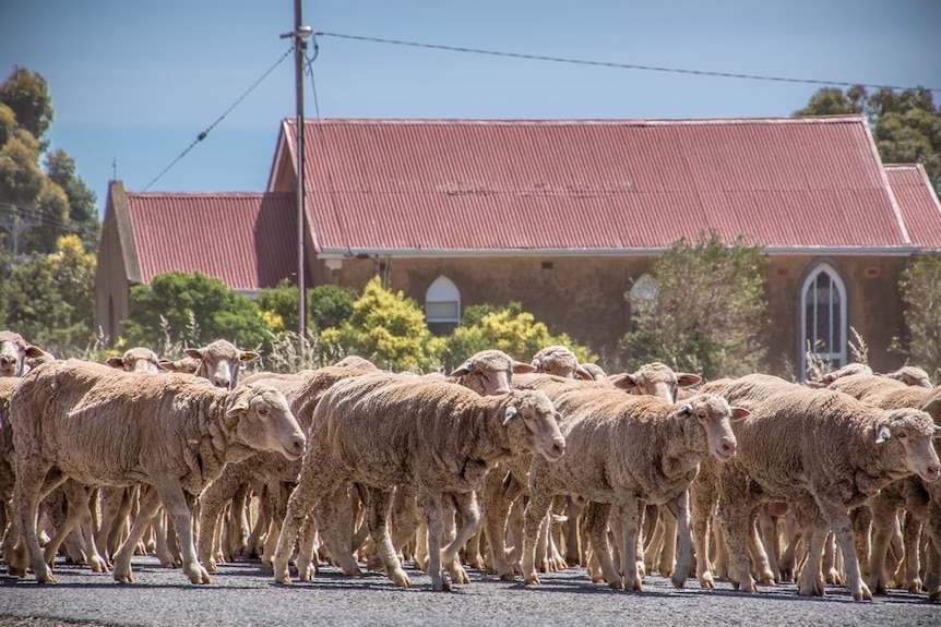 A flock of sheep walk through a street in Point Pass, SA.