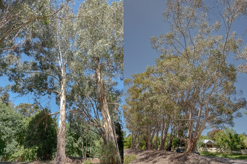 Tall gum tree with blue-tinged foliage on left, line of gum trees with yellow-green leaves on right.