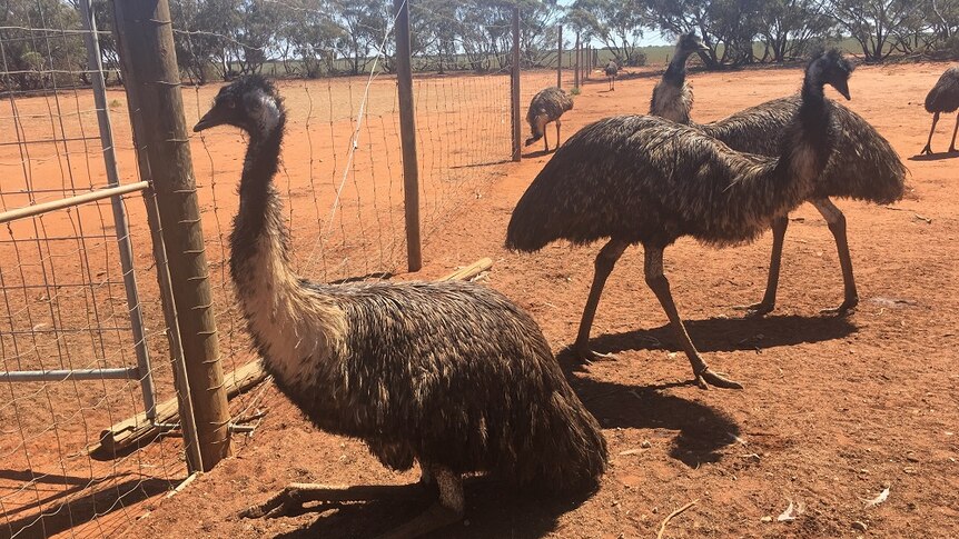 Six emus in a fenced area in Moorook