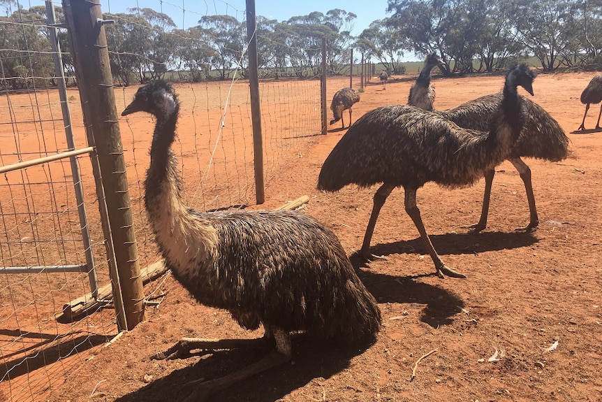 Six emus in a fenced area in Moorook.