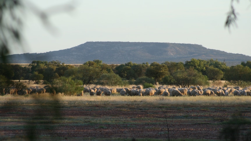 A mob of sheep eating green pick in the distance with tall mountains in the background