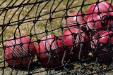 Cricket balls are grouped together in a black net
