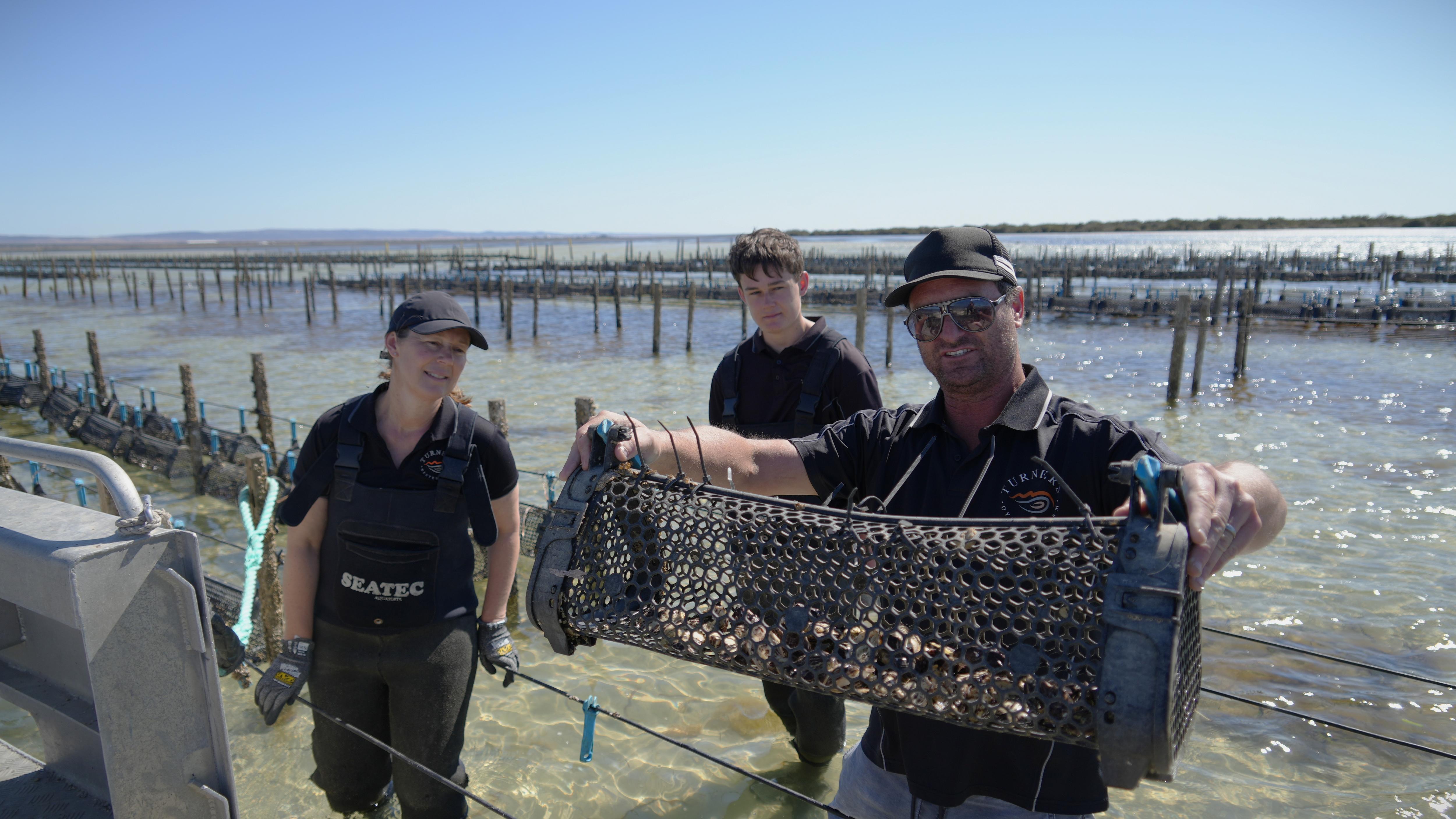 Oyster farmers cautious ahead of summer as algal bloom recovery continues