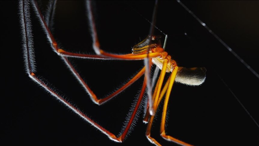 A male cave spider