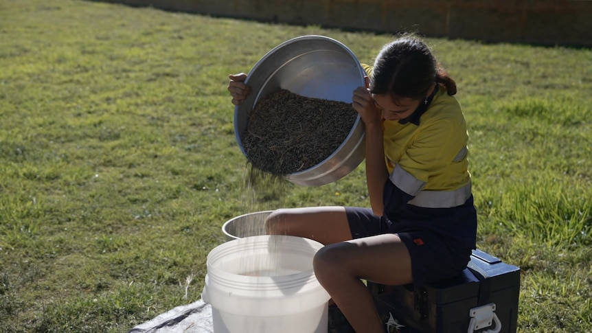 Photo of a young girl pouring seeds into a bucket.