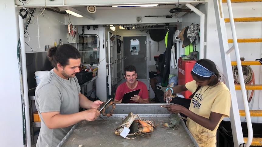 Scientists and researchers recording catch details of mud crabs on a boat. 