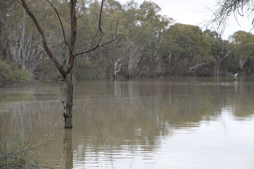 A lone gumtree grows up from the water's surface within the Katarapko Floodplain.