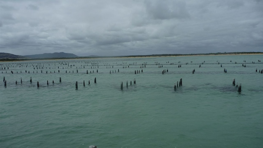 Police patrols in Port Stephens will be stepped up after more oyster thefts in the area.