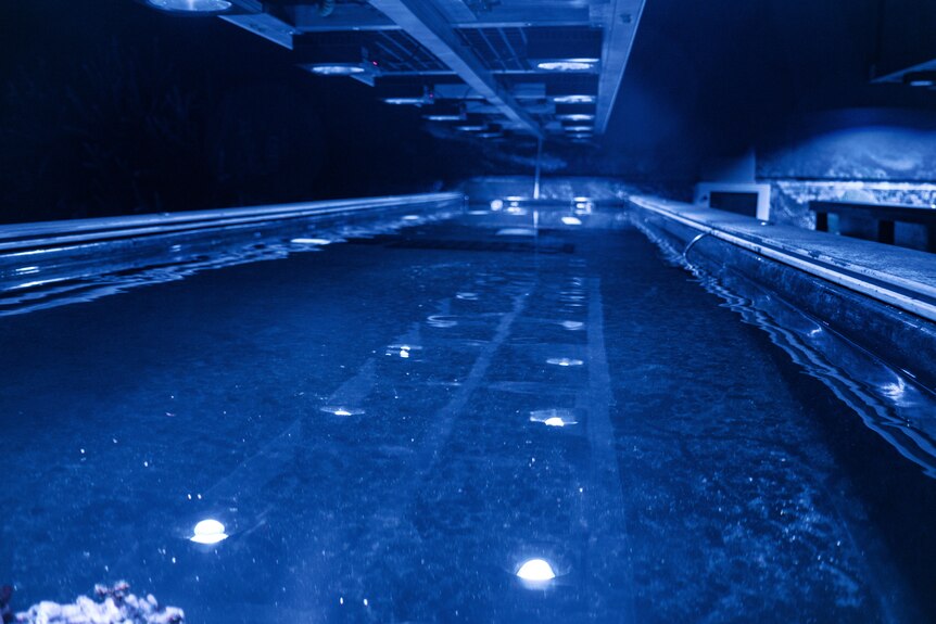 Empty water tank under blue lights.