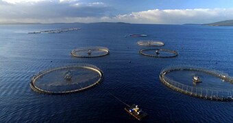 Macquarie Harbour salmon pens