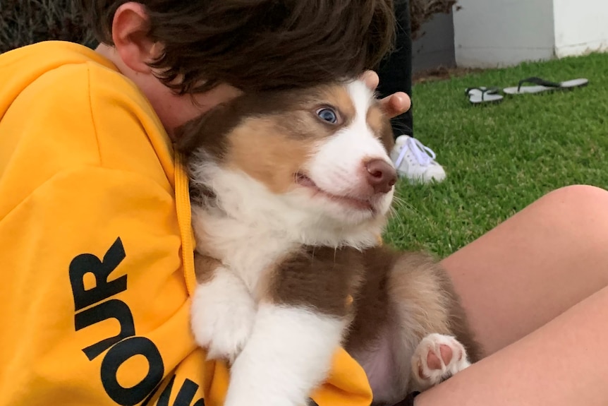 Small child hugs a brown and white boarder collie puppy tightly