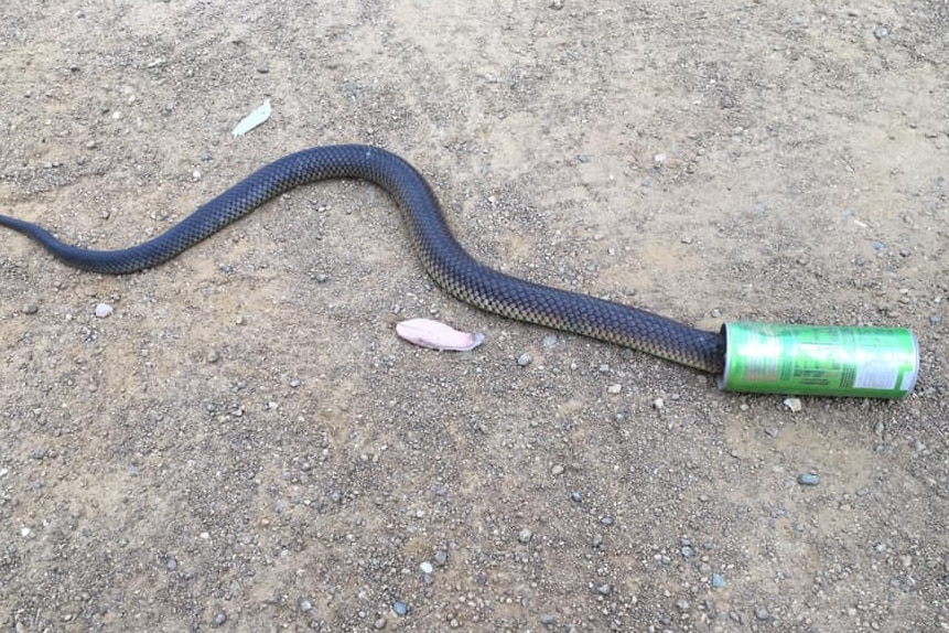 Daring Rescue Saves Venomous Snake Trapped In Energy Drink Can
