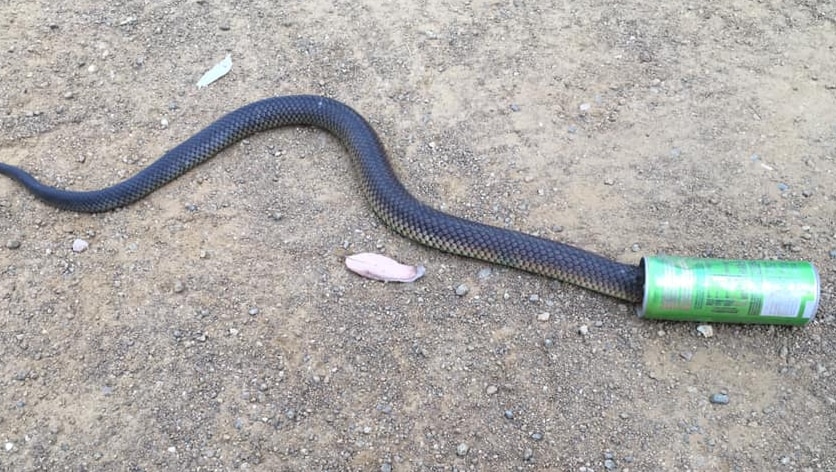 A snake stuck in a can of energy drink in Tasmania
